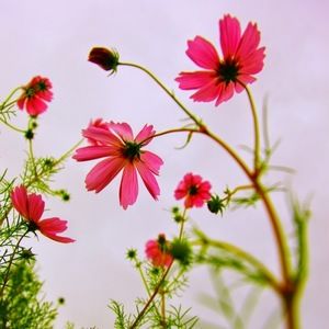 Meet your Posher, Shelly